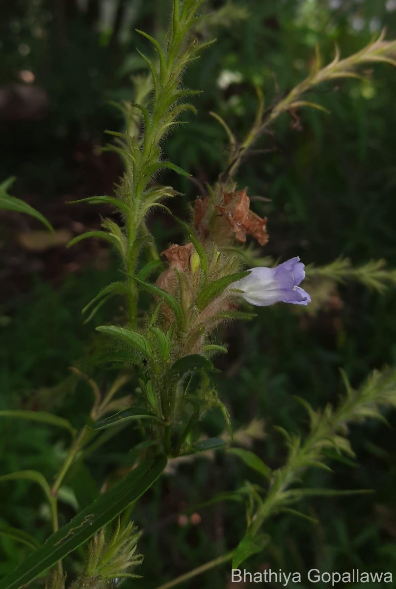 Strobilanthes nigrescens T.Anderson
